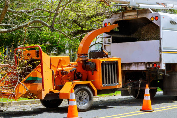 How Our Tree Care Process Works  in Hollymead, VA